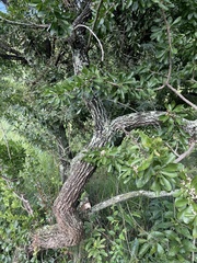 Gymnosporia buxifolia