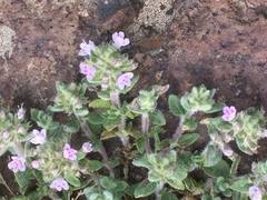 Thymus praecox