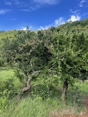 Gymnosporia buxifolia