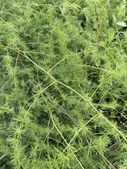 Asparagus cooperi