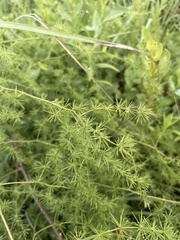 Asparagus cooperi
