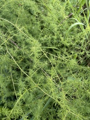 Asparagus cooperi
