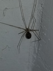 Pholcus manueli