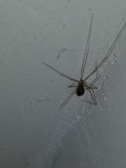 Pholcus manueli