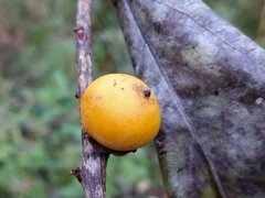 Diospyros morrisiana