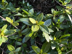 Zabelia biflora