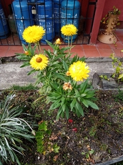 Xerochrysum bracteatum