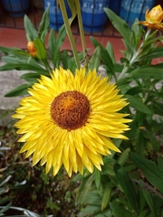 Xerochrysum bracteatum