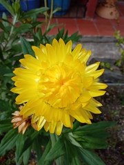 Xerochrysum bracteatum