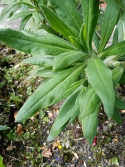 Xerochrysum bracteatum
