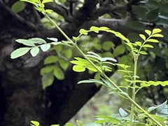Fraxinus hubeiensis