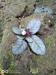 Strobilanthes reptans