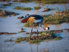 Balearica regulorum