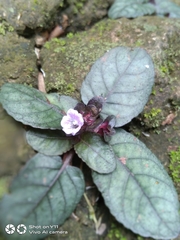 Strobilanthes reptans