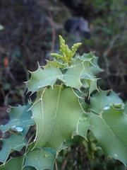 Berberis dictyota