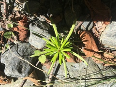 Abies nordmanniana