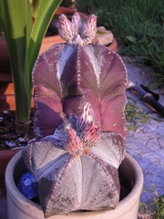 Astrophytum