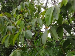 Apeiba tibourbou