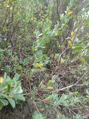 Podalyria calyptrata