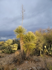 Yucca elata