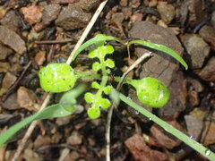 Nemophila