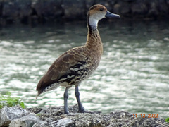 Dendrocygna arborea