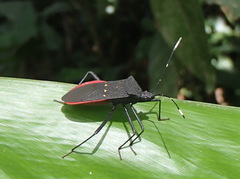 Leptoscelis flaviventris