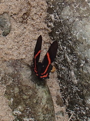 Riodinini