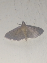 Herpetogramma