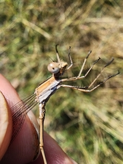 Lestes alacer