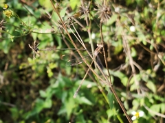 Lestes alacer