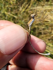 Lestes alacer