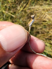Lestes alacer