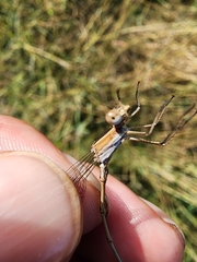Lestes alacer