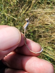 Lestes alacer