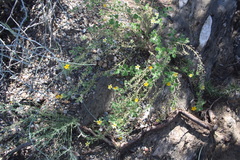 Jamesbrittenia canescens