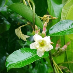 Apocynoideae