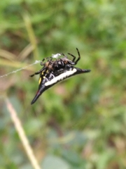 Gasteracantha geminata