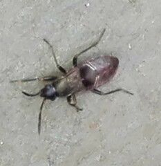 Scolopostethus thomsoni