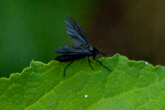 Bibioninae