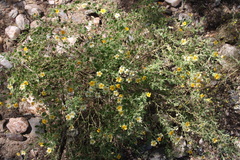 Jamesbrittenia canescens