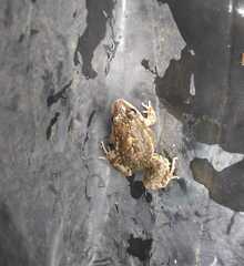 Leptodactylus latinasus