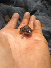 Leptodactylus latinasus