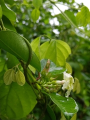 Apocynoideae
