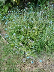 Myosotis sylvatica