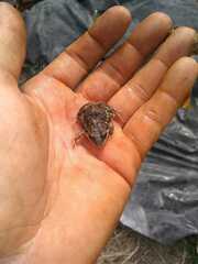 Leptodactylus latinasus