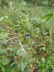 Gasteracantha geminata