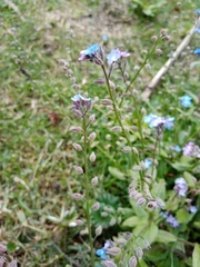 Myosotis sylvatica