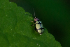 Omophoita octoguttata