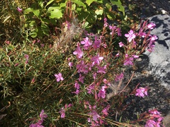 Chamaenerion colchicum